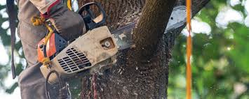 How Our Tree Care Process Works  in  Village Shires, PA