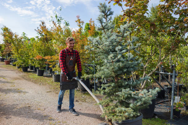 Best Storm Damage Tree Cleanup  in Village Shires, PA