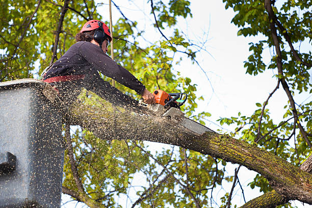 Best Utility Line Clearance  in Village Shires, PA